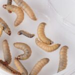 Alkani kirminai galėtų padėti išspręsti plastikinę taršą